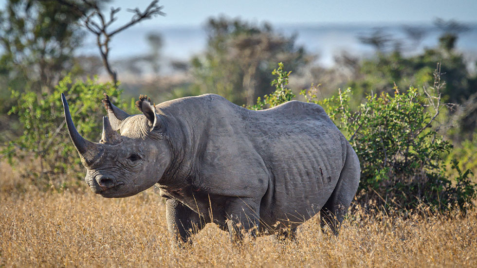 endangered black rhinoceros in the grassland of Ol Pejeta Conservancy, Kenya, East Africa