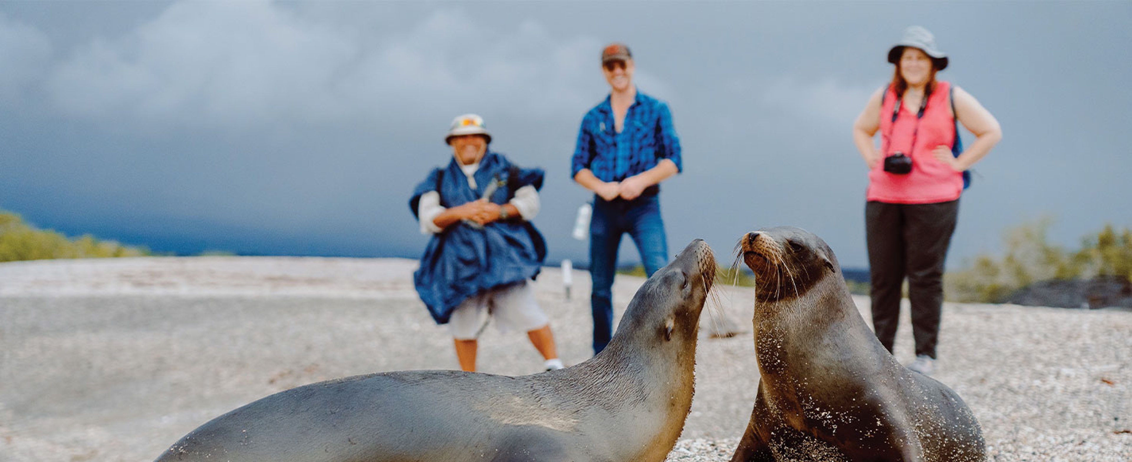 seals on Galapagos Beach