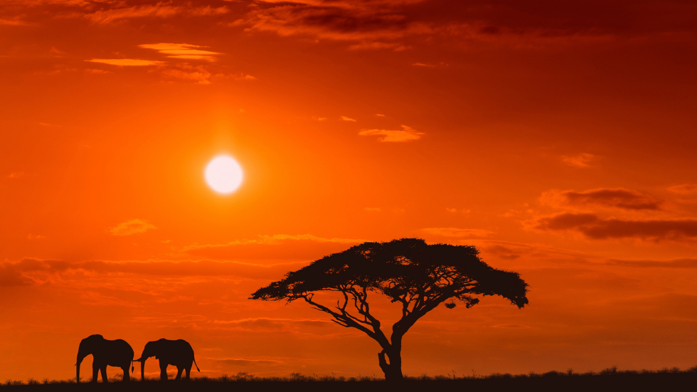African Savanna