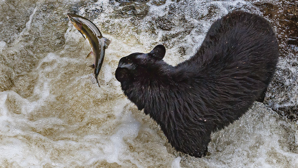 Ketchikan lays claim to the title of Salmon Capital of Alaska. Photo by Istock.Com/Gerald Corsi