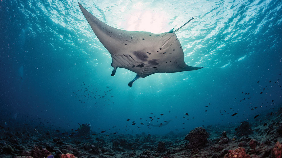 manta ray underwater 