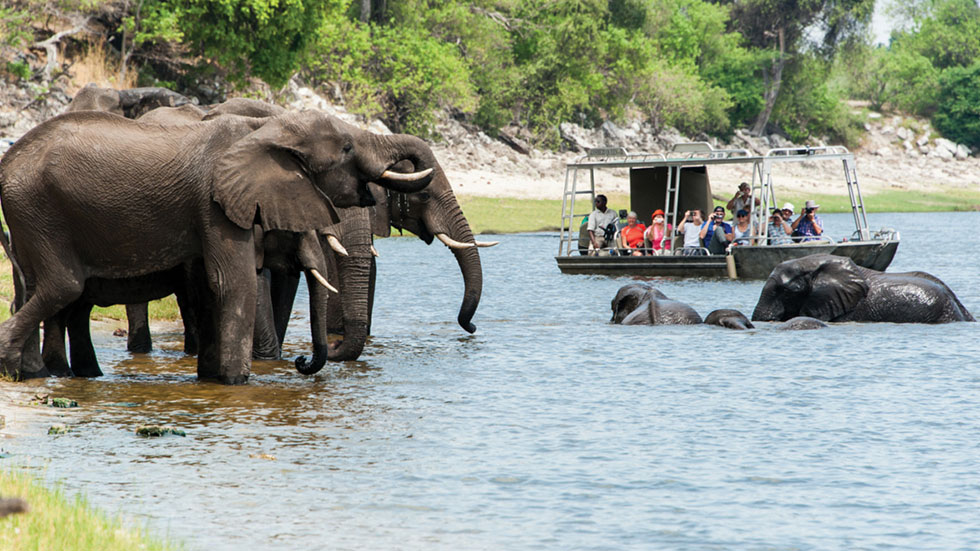 Zambezi Elephant