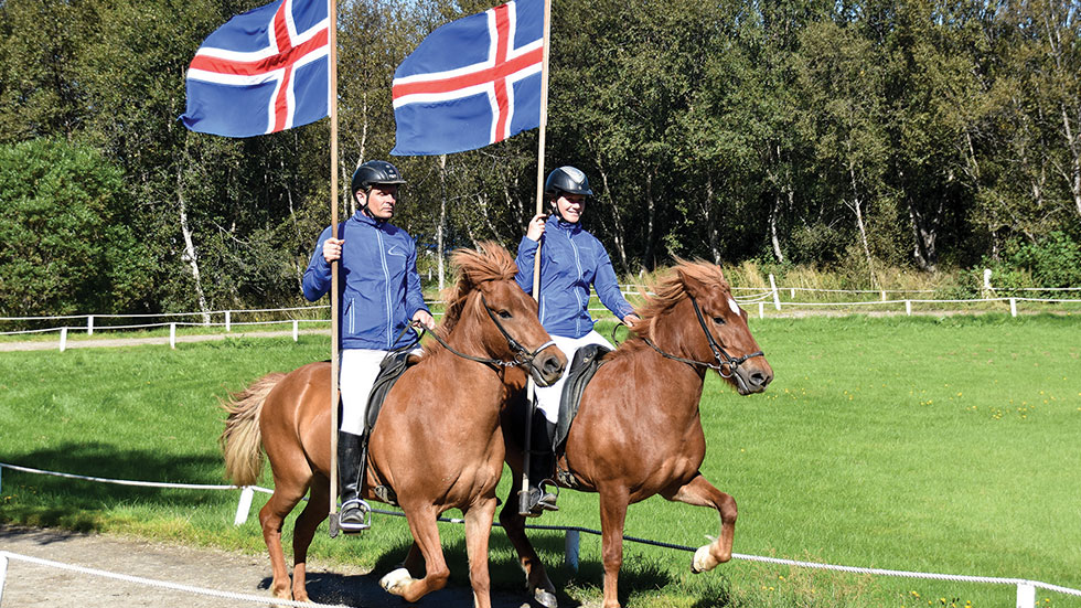 Icelandic horses