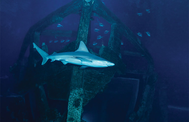 Shark Reef Las Vegas