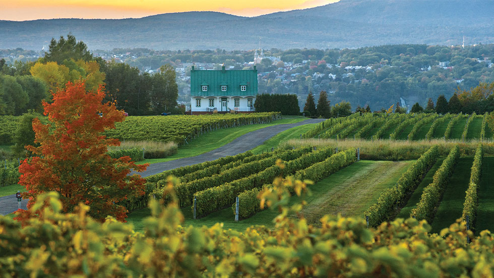 farm and vineyard in Île d’Orléans