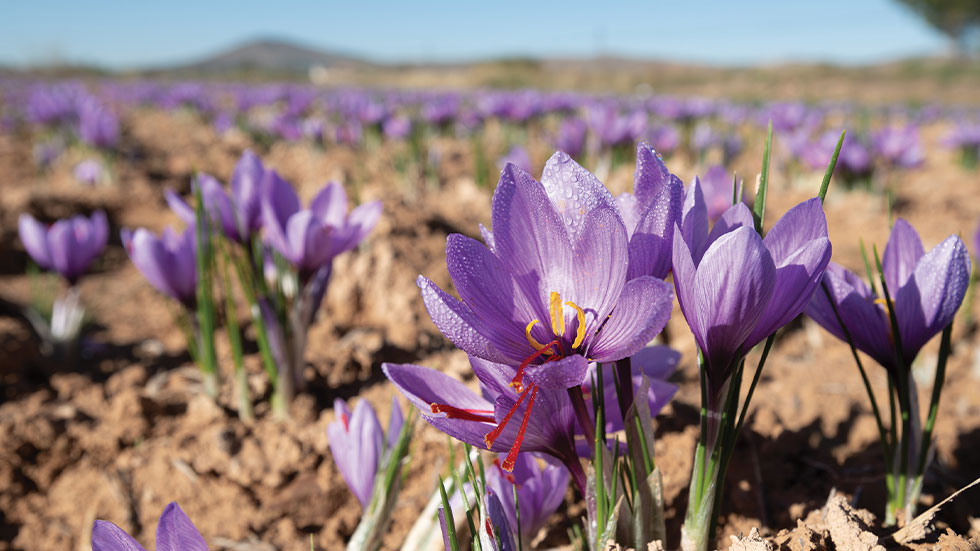 field of mature saffron crocuses ready for harvest