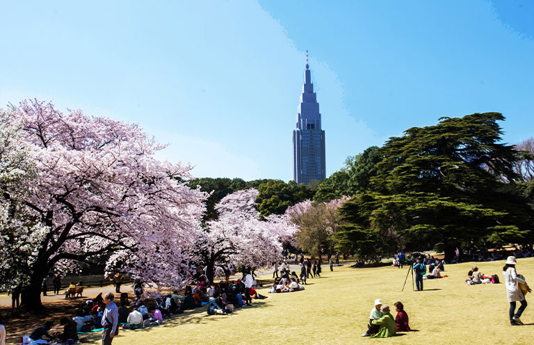 Cherry blossoms frame the exquisitely manicured grounds of Shinjuku Gyoen park