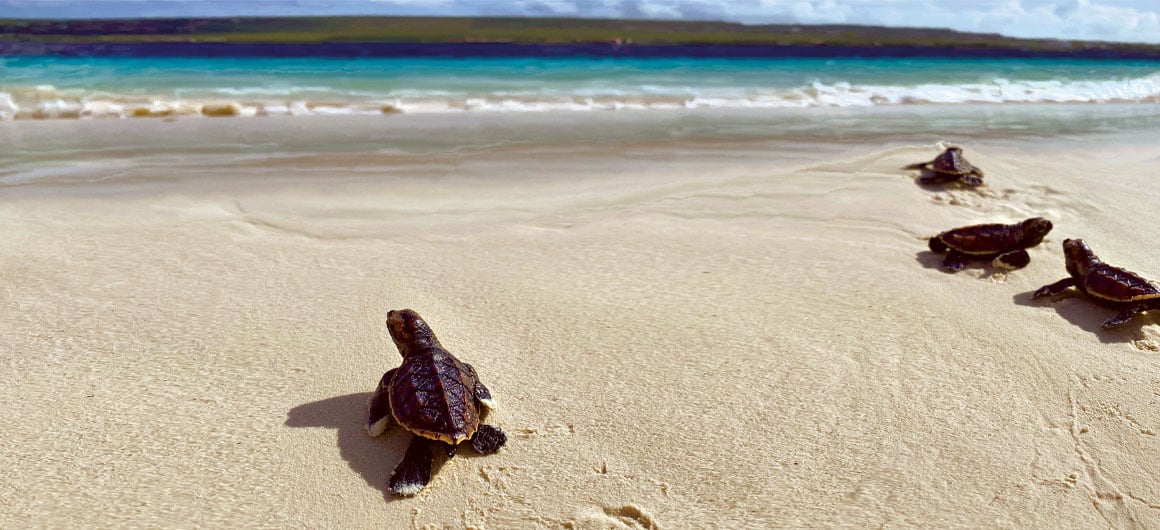 sea turtles on beach walking into water