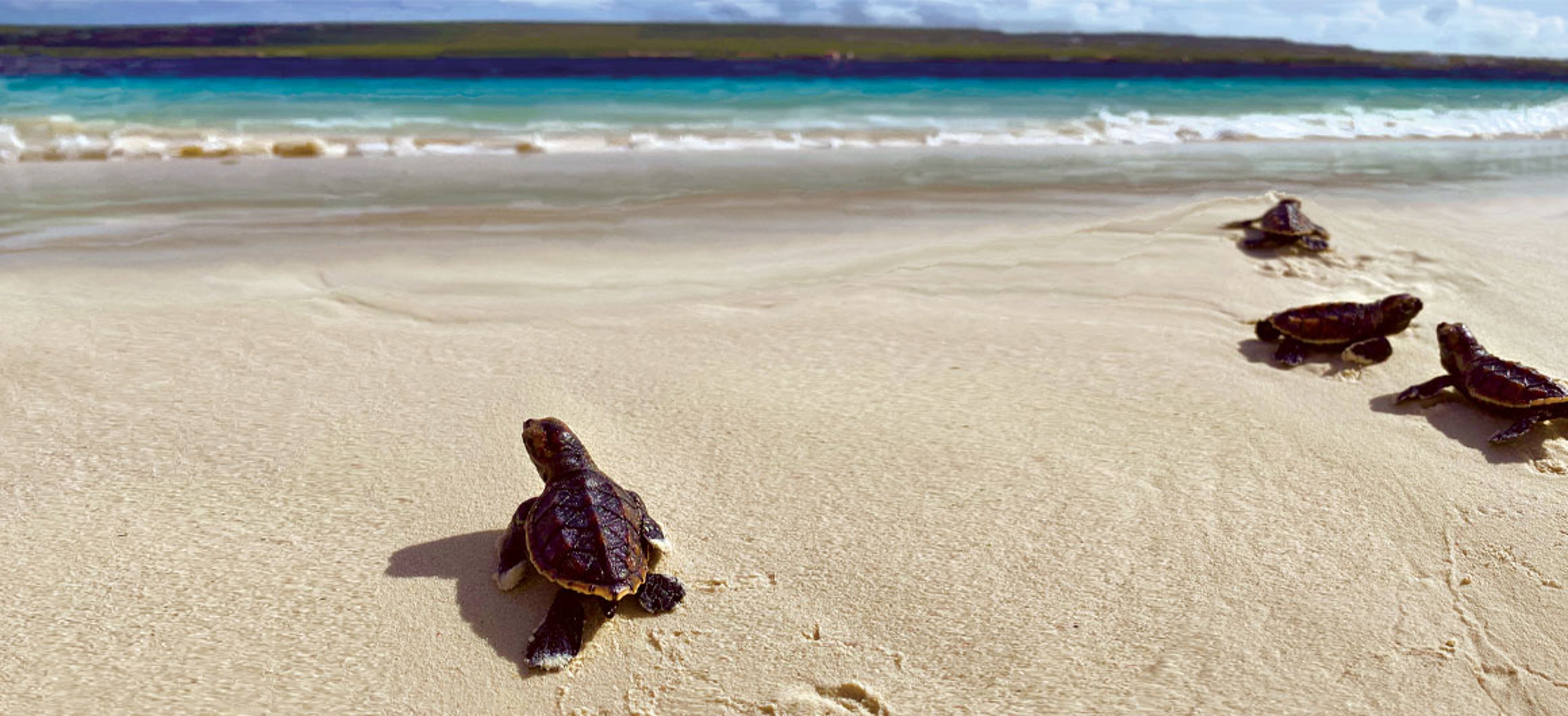 sea turtles on beach walking into water