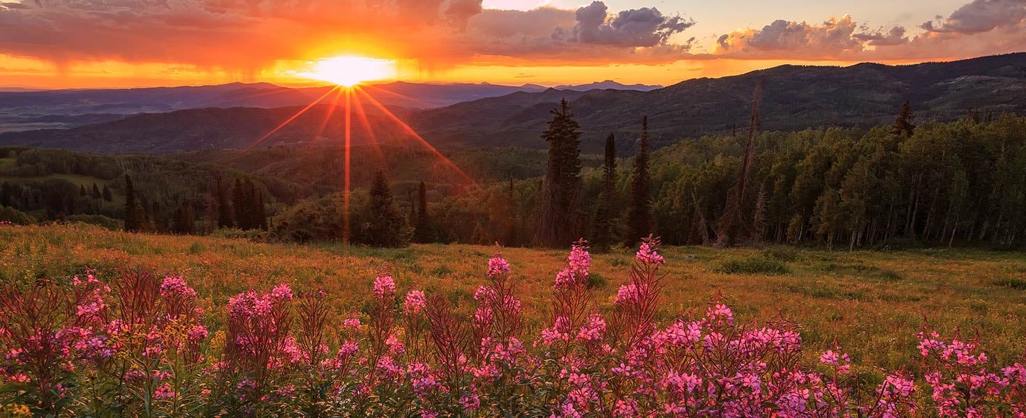 Sun beams and wildflowers in the Colorado Rockies, USA.