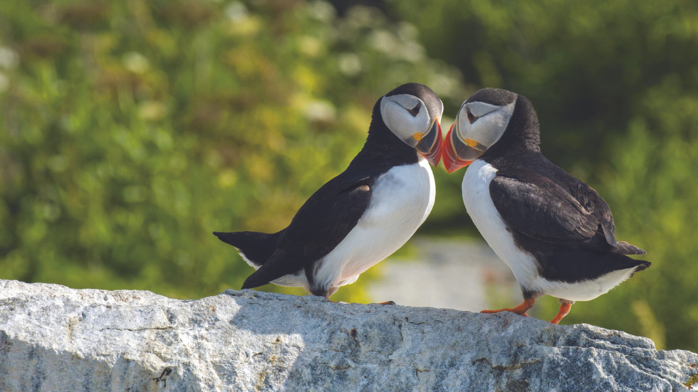 Atlantic puffins in Machias Seal Island