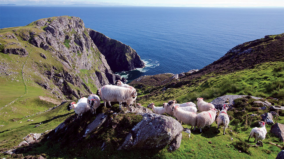 blackface sheep grazing on the cliffs of Sliabh Liag, Ireland