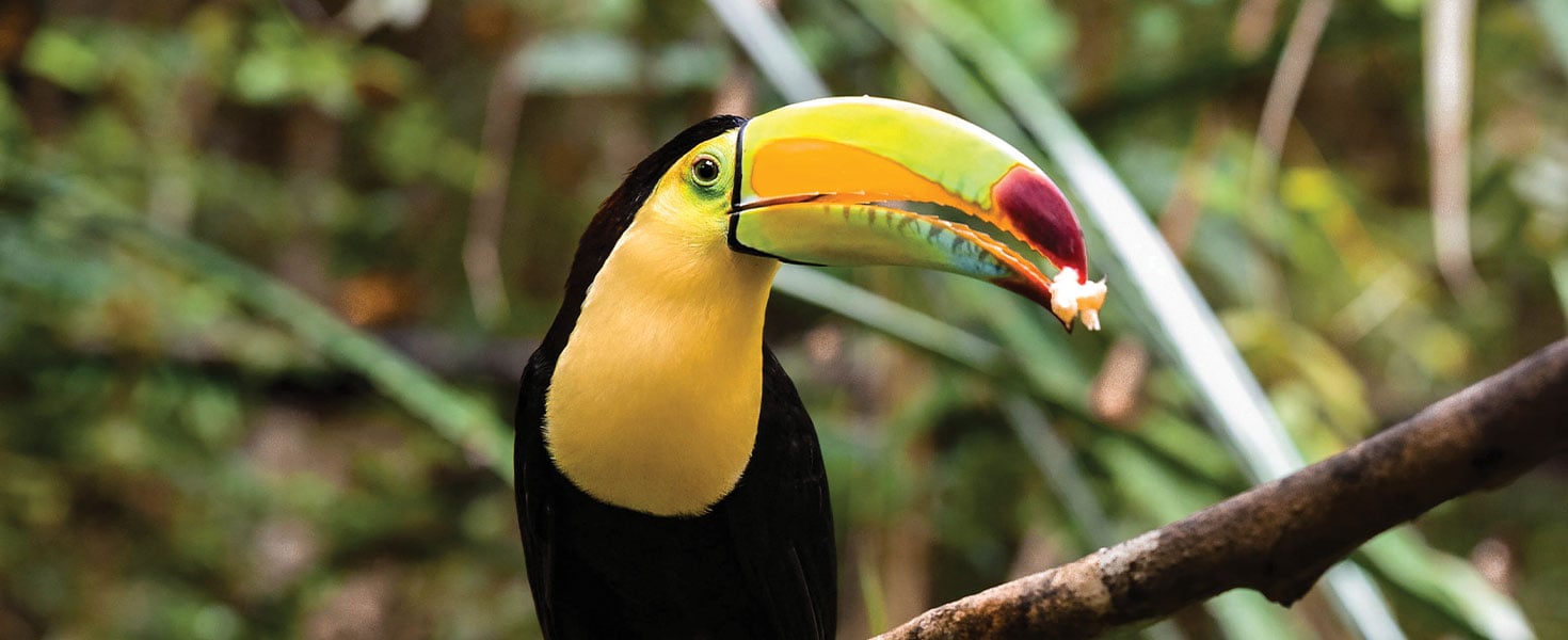Keel-billed toucan, Belize’s national bird