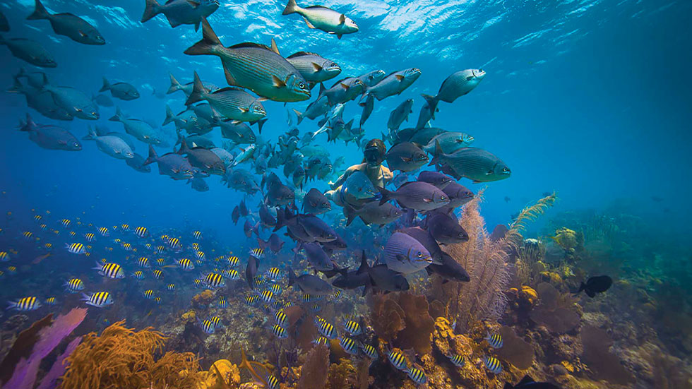 A diver’s view in Belize