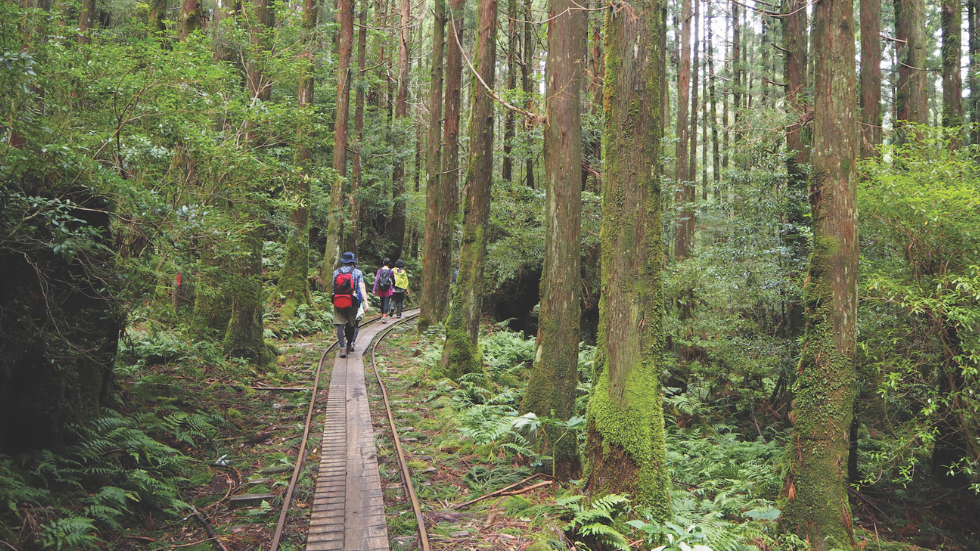 Wellness by Nature AAA Traveler cypress forest in Japan