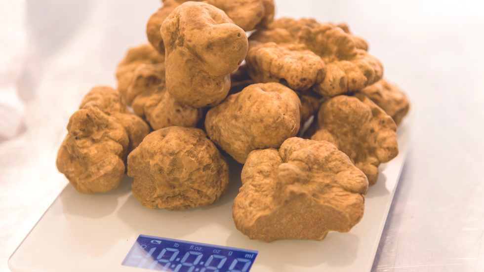 Wellness by Nature AAA Traveler Coveted white Alba truffles