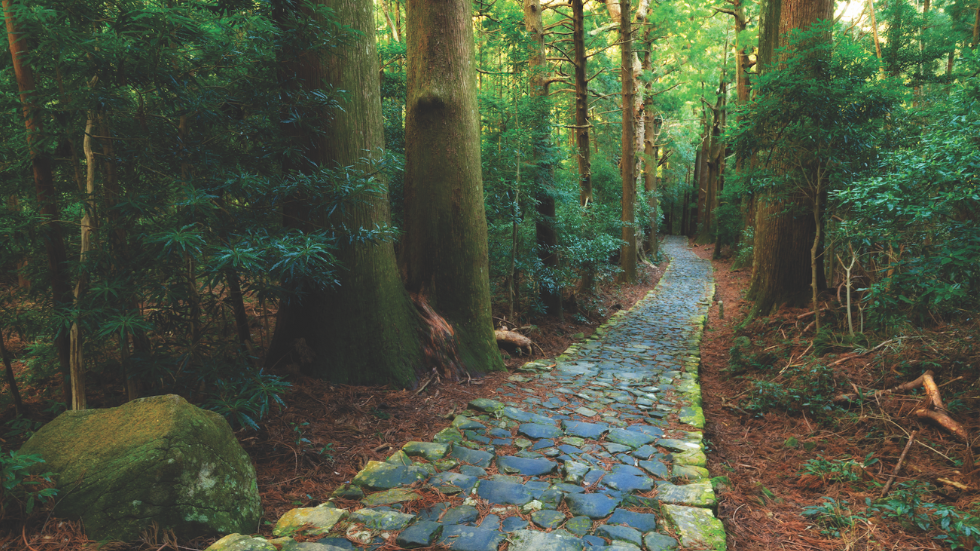 Wellness by Nature AAA Traveler Japan’s Yakushima Island National Park 