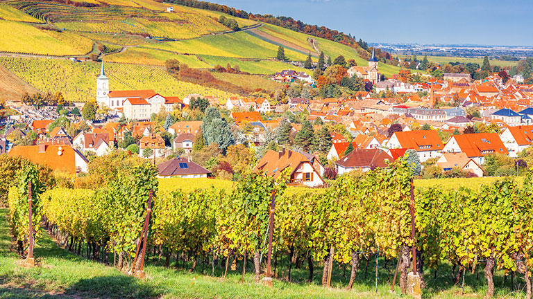Landscape with autumn vineyards in region Alsace, France and a view of village Barr. by tiana__lima__/adobestock.com