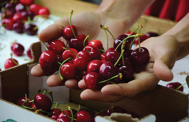Cherries