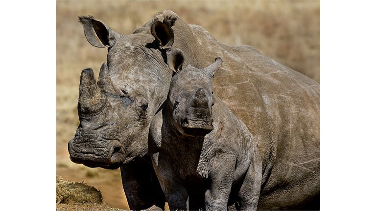 Baby-Rhino_Larry-Reese