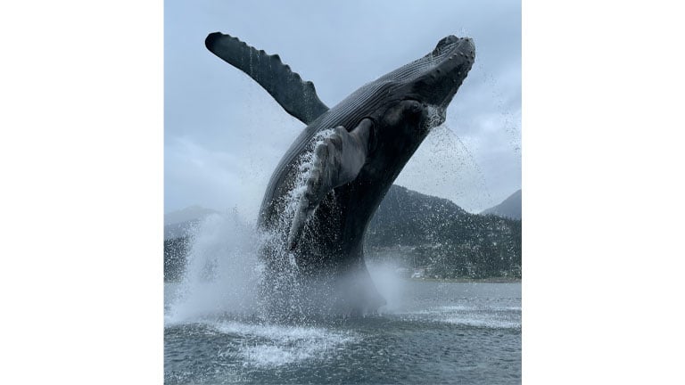 Breeching-Humpback_Dana-Knowles_768x462