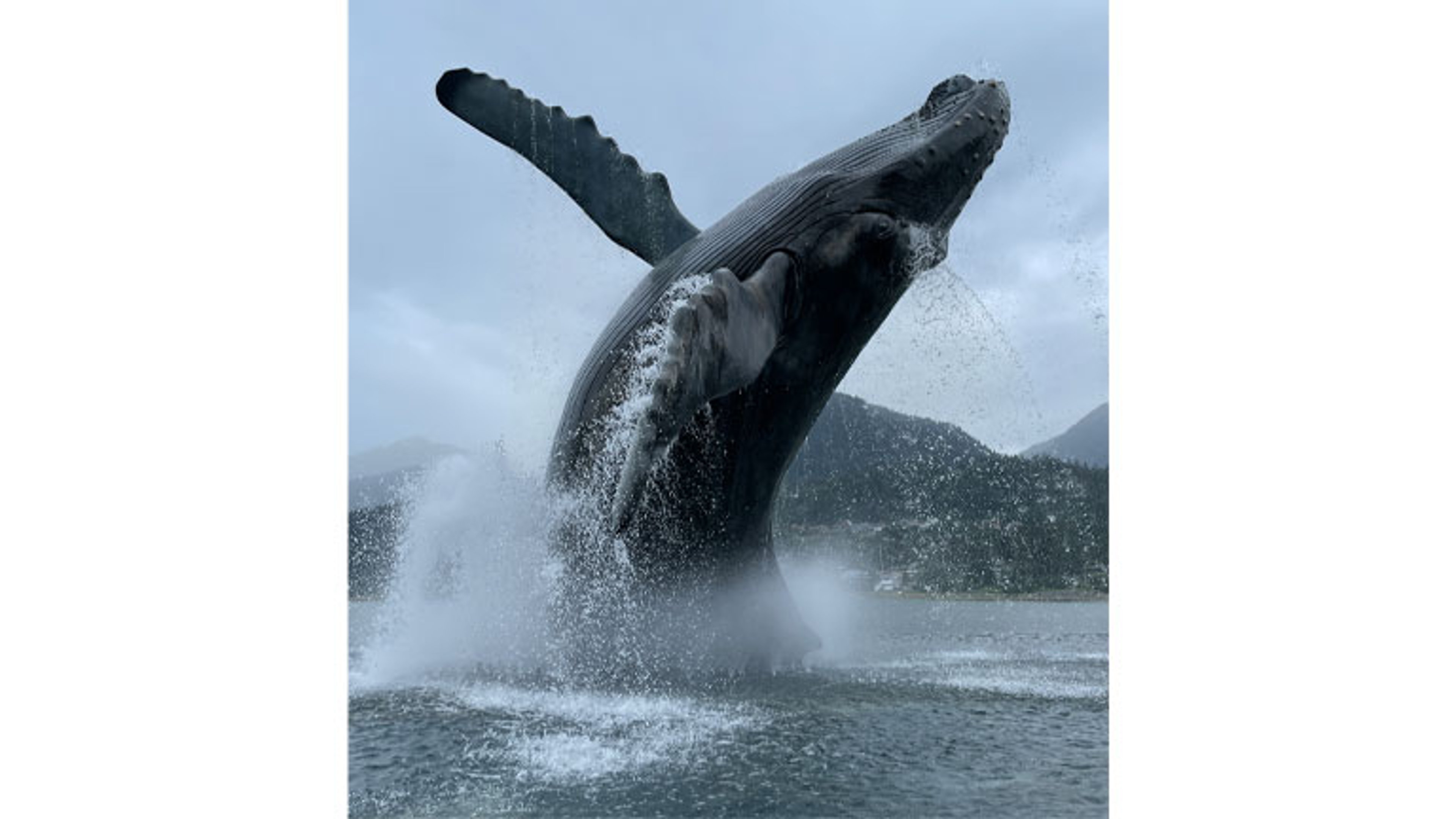 Breeching-Humpback_Dana-Knowles_768x462