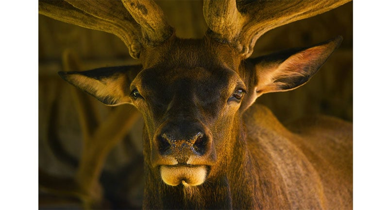 Bulls-Eye_Christine-Busch_768x462