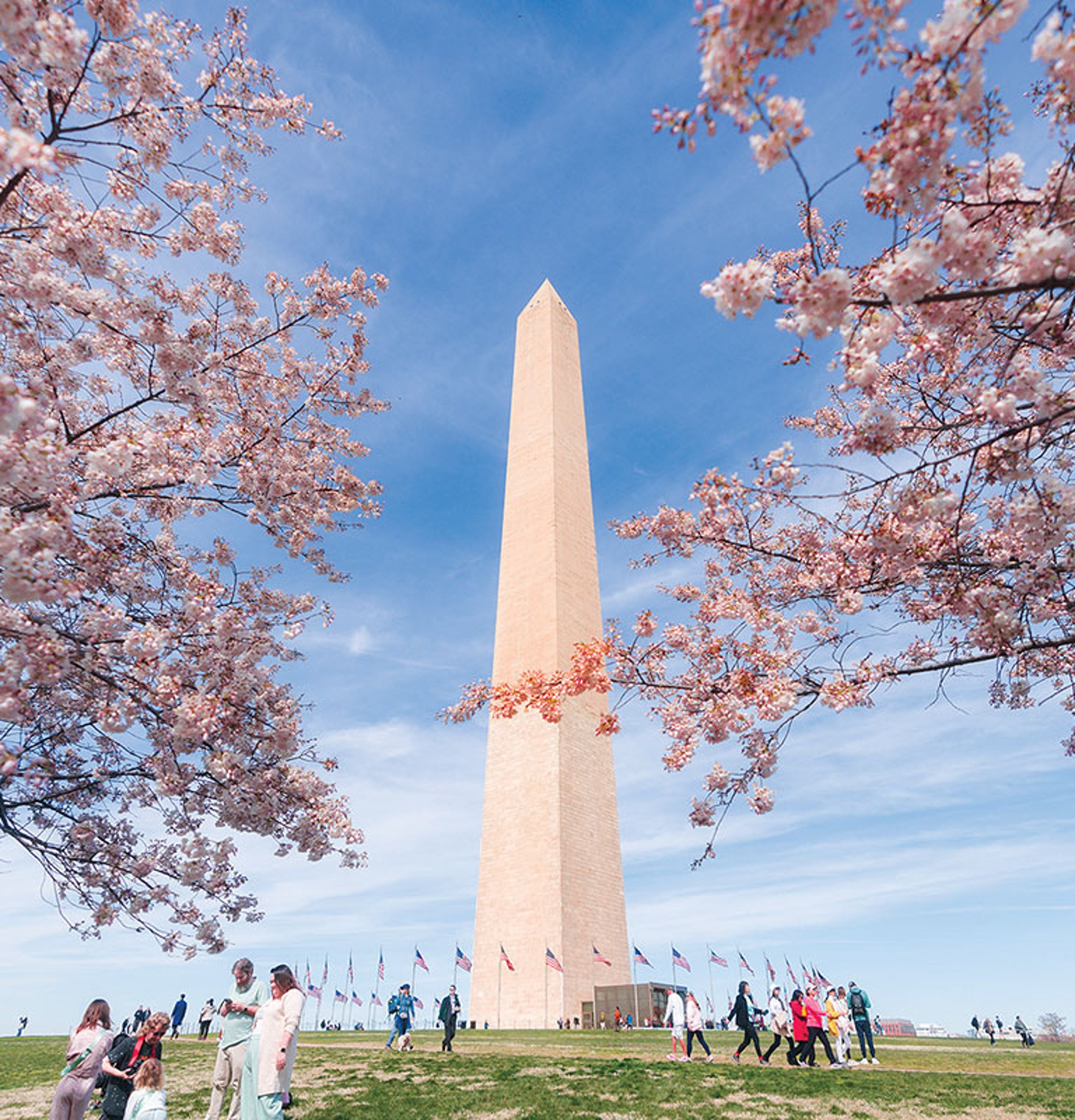 Next year’s National Cherry Blossom Festival in DC will feature ‘Spirit of America’ thematic elements; photo courtesy of Washinton.org