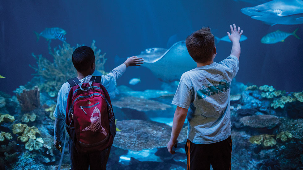 Shedd Aquarium in Chicago 