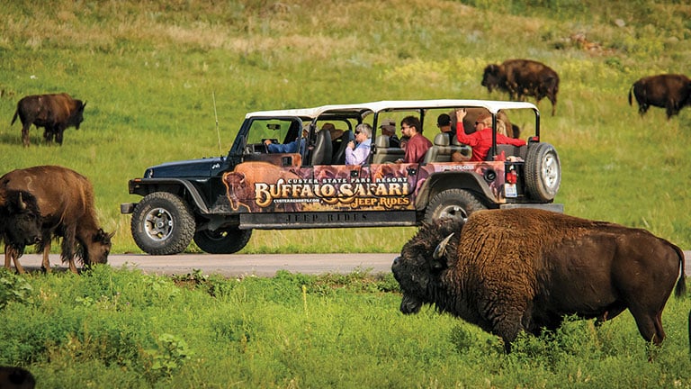 Buffalo Safari Jeep Tours in Custer State Park offer a chance to see bison up close.