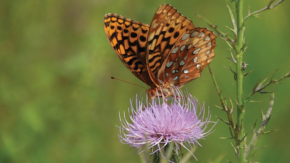 great spangled fritillary butterfly