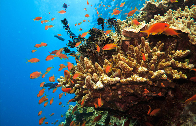 Great Barrier Reef