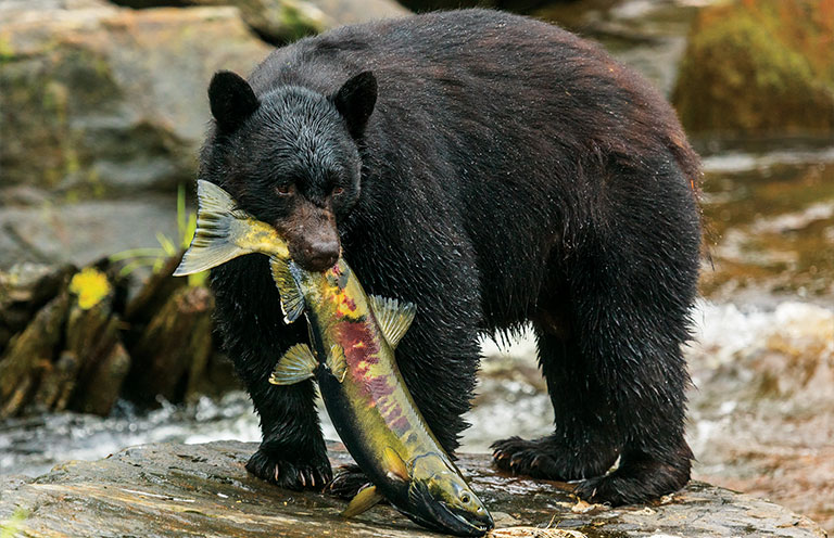 a brown bear with its dinner