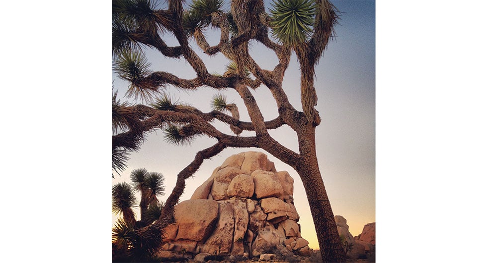 Joshua tree Intersection rock Hidden Valley Campground Joshua Tree National Park By LAKING