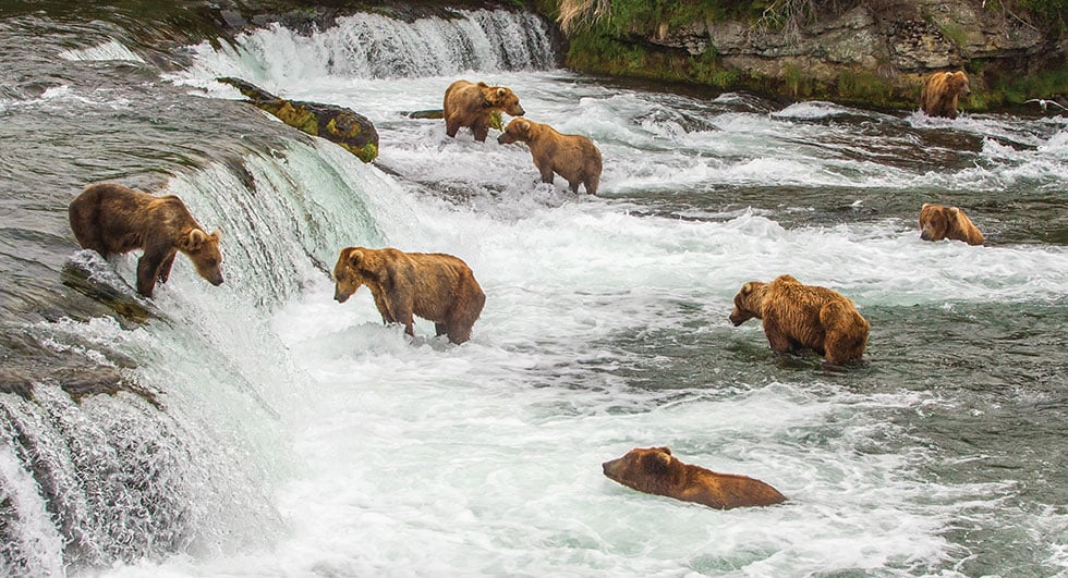 Katmai National Park Alaska Grizzly bears