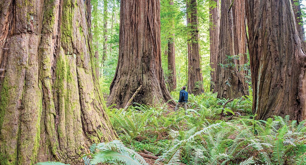 Redwood National Park CA
