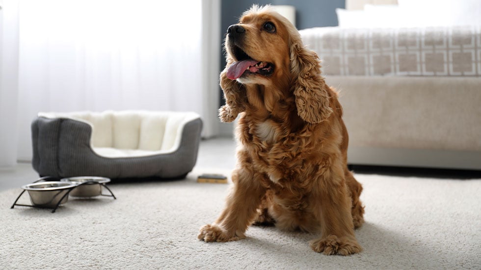 English Cocker Spaniel in hotel room