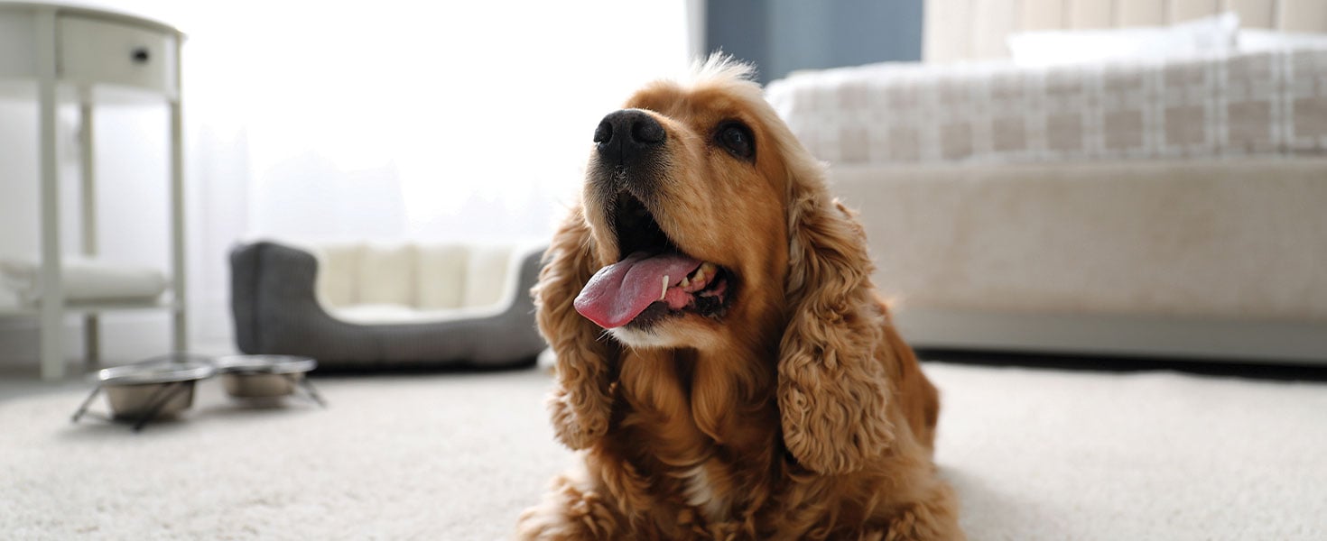 English Cocker Spaniel in hotel room