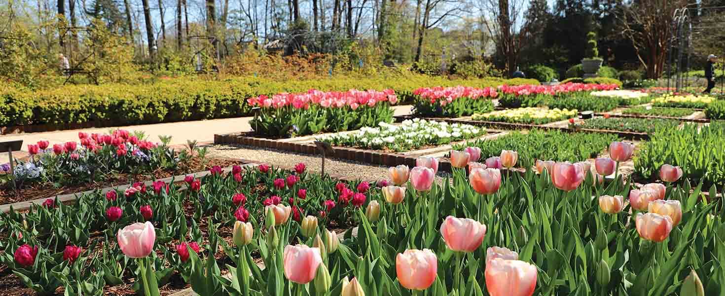 Memphis-tulips