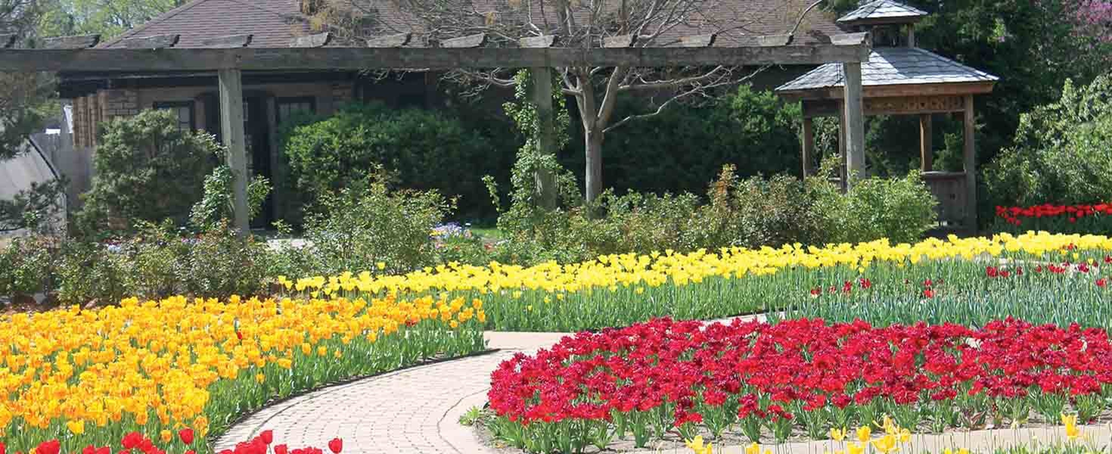 Attractions_Botanica_Red and Yellow Tulips