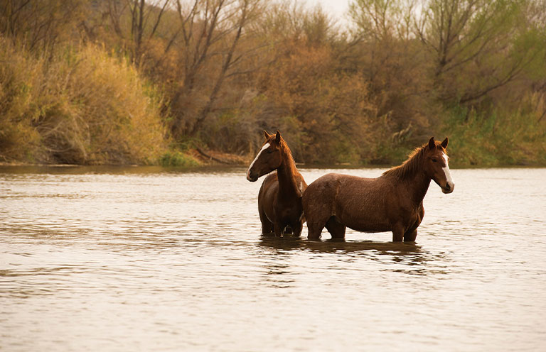 Wild horses
