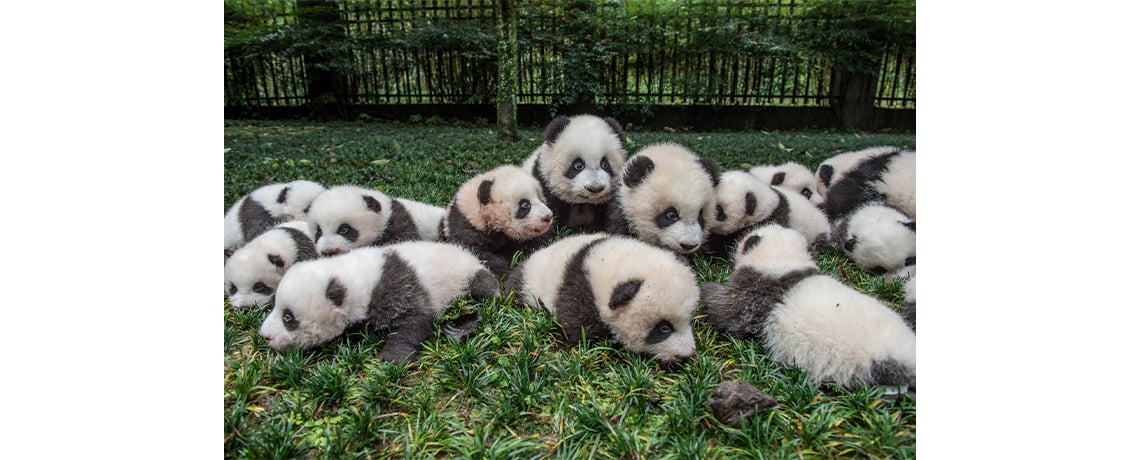 Panda with baby