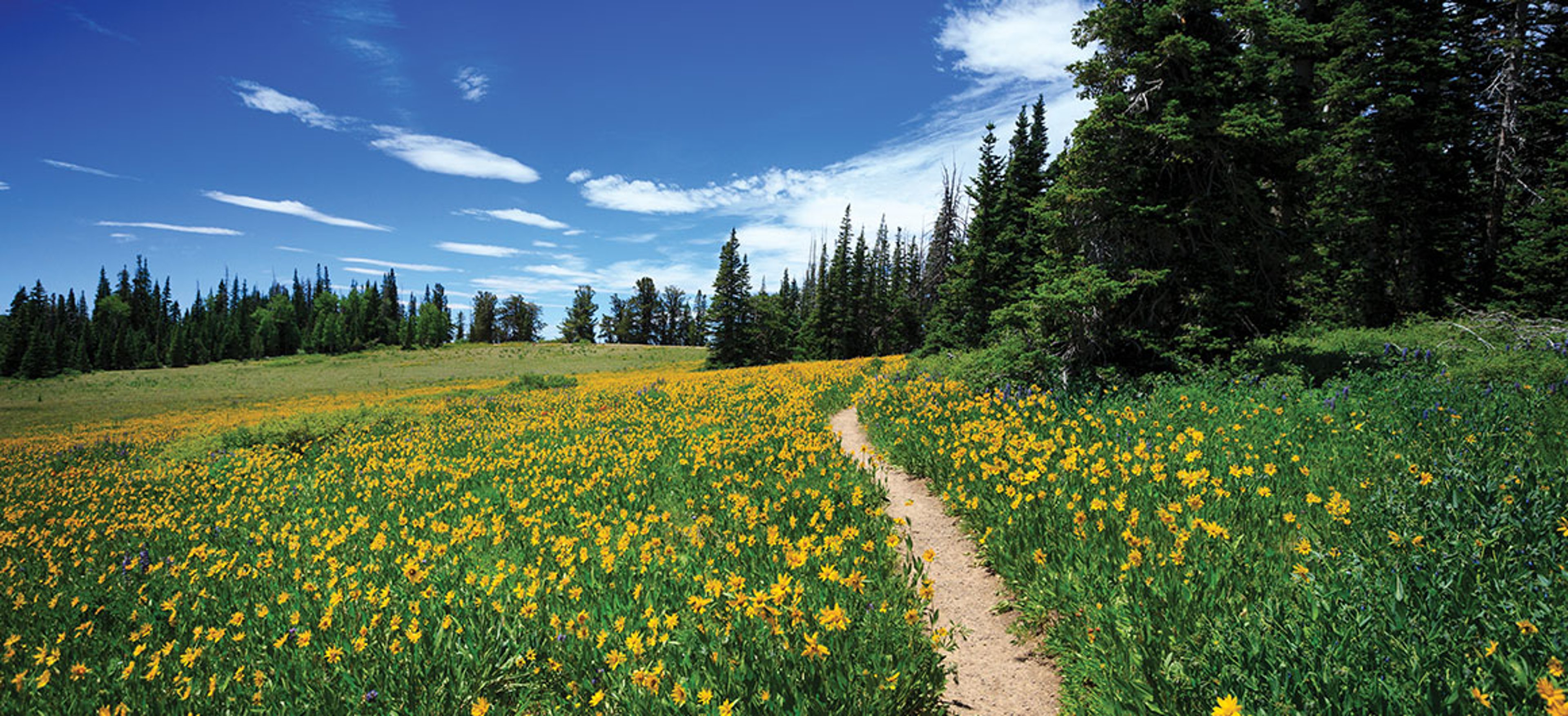 A hiking trail leads through an alpine wildflower meadow at Cedar Breaks National Monument, Utah by Maria Jeffs