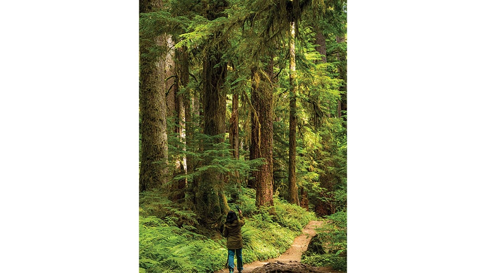 Walk in the Forest. Photo by Nathaniel Gonzales/Stock.Adobe.Com