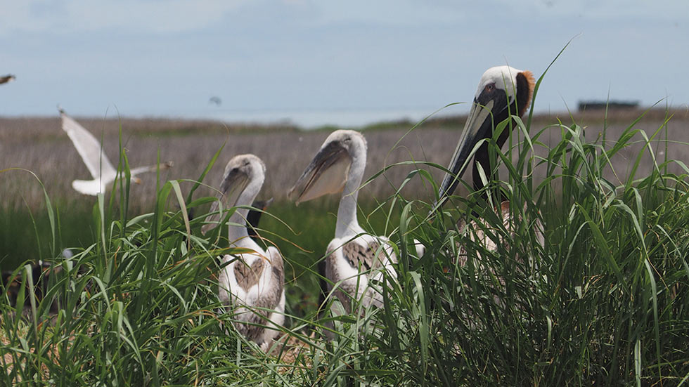 Baby pelicans with brown hearts on their backs.