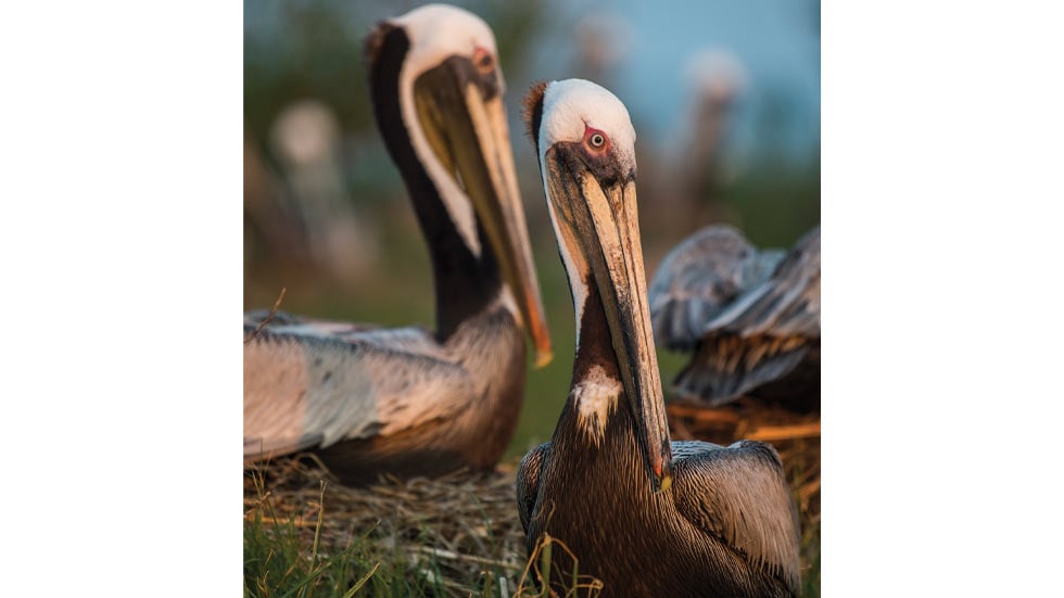 Pelicans