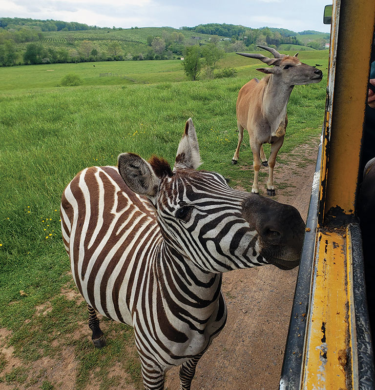 Fort Chiswell Animal Park; photo courtesy of visit Wytheville
