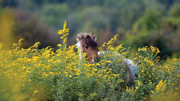 Wild horse at Grayson Highlands State Park; photo courtesy of friends of Southwest Virginia