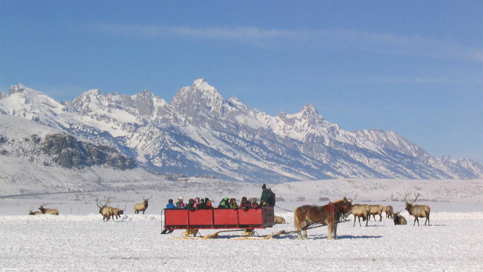 National Elk Refuge Sleigh Rides