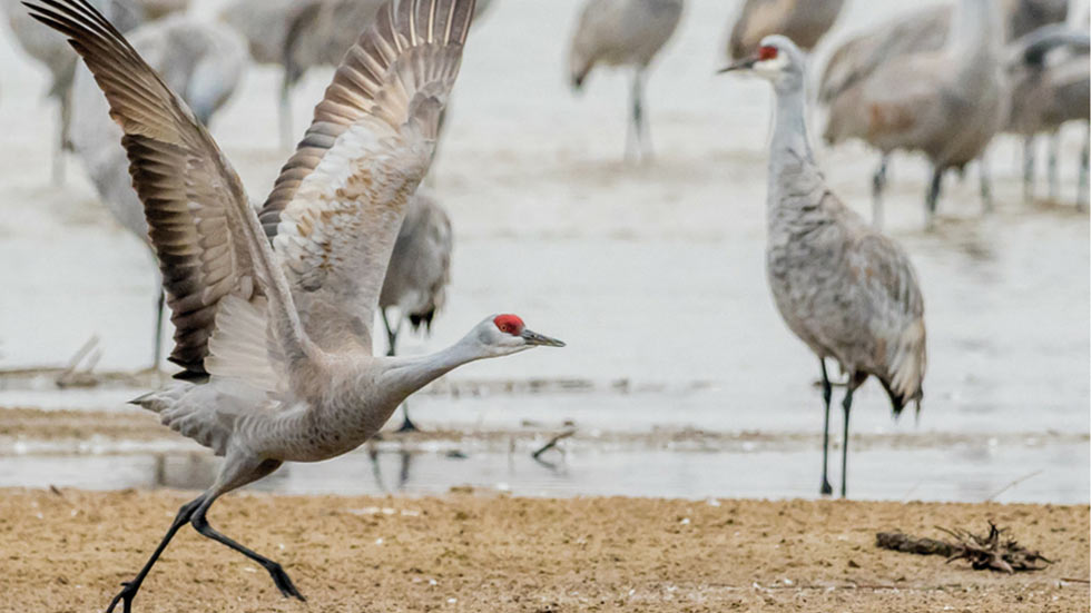 Sandhill Cranes